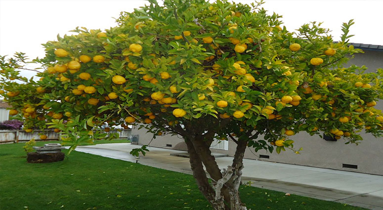 TREE SERVICE CAPE CORAL