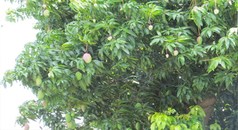 TREE SERVICE CAPE CORAL