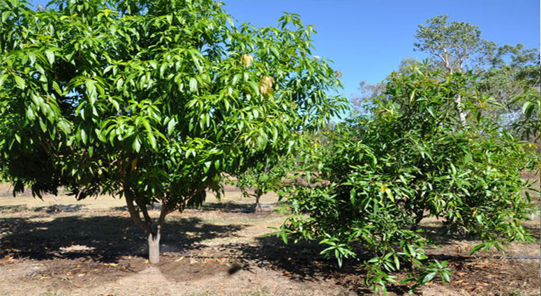 TREE SERVICE CAPE CORAL