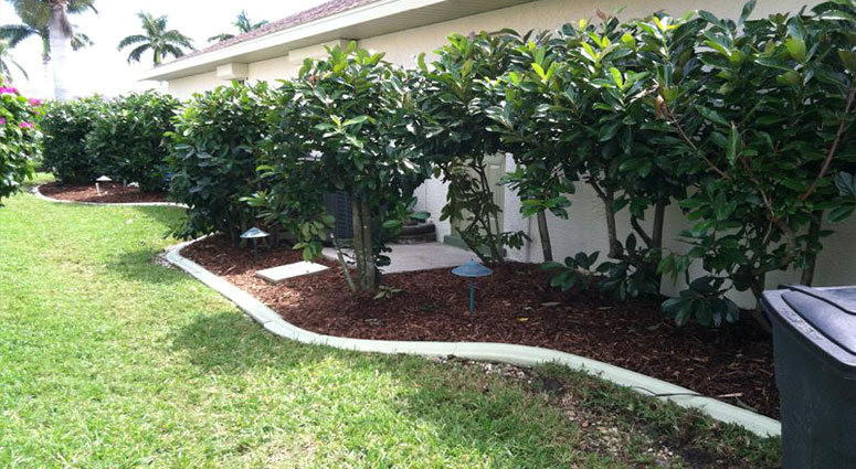 TREE SERVICE CAPE CORAL