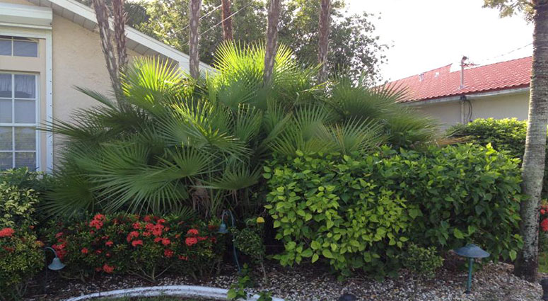 TREE SERVICE CAPE CORAL