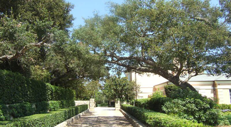 TREE SERVICE CAPE CORAL