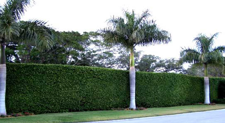 TREE SERVICE CAPE CORAL