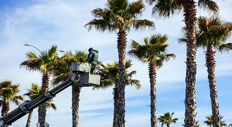 TREE SERVICE CAPE CORAL