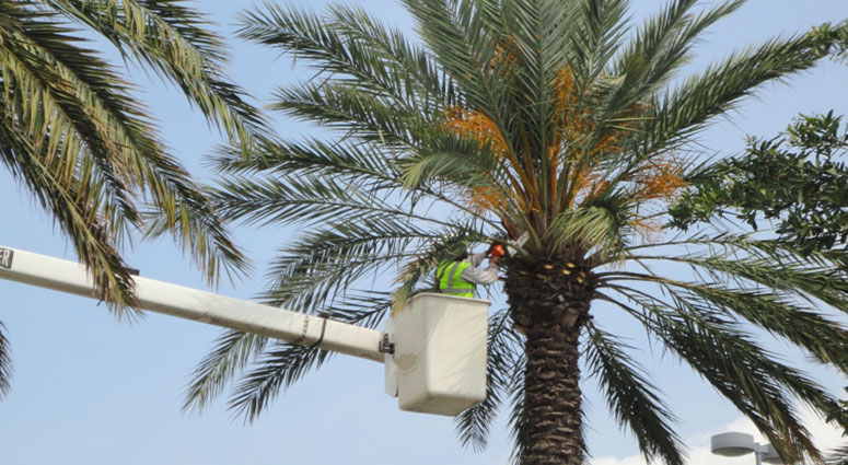 TREE SERVICE CAPE CORAL