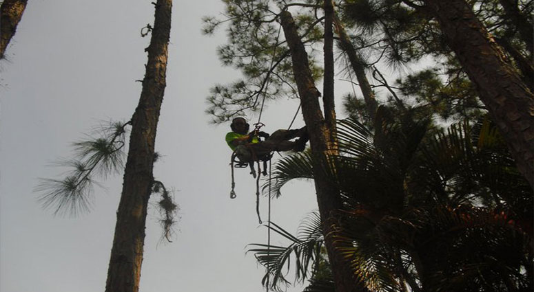 TREE SERVICE CAPE CORAL