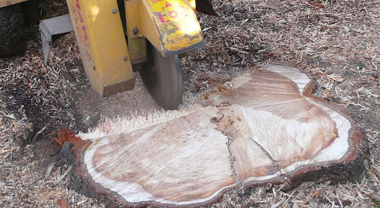 TREE SERVICE CAPE CORAL