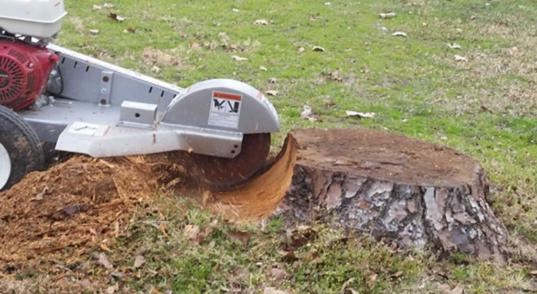 TREE SERVICE CAPE CORAL