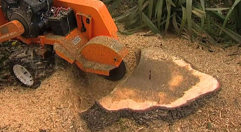 TREE SERVICE CAPE CORAL