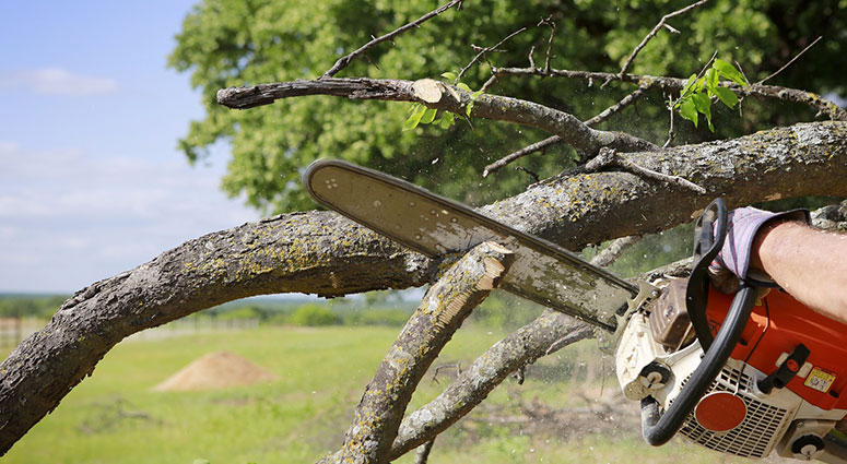 TREE SERVICE CAPE CORAL