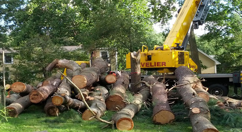 TREE SERVICE CAPE CORAL