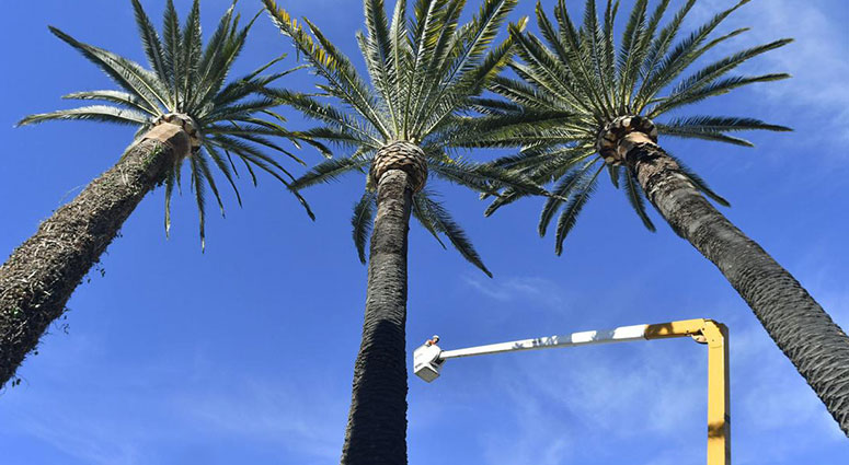 TREE SERVICE CAPE CORAL