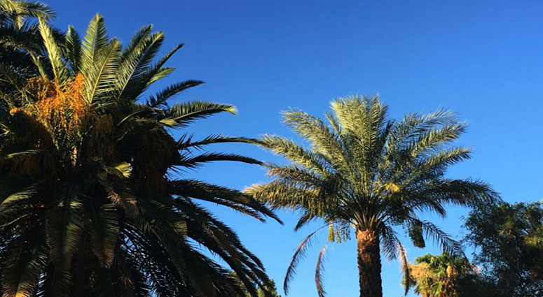 TREE SERVICE CAPE CORAL