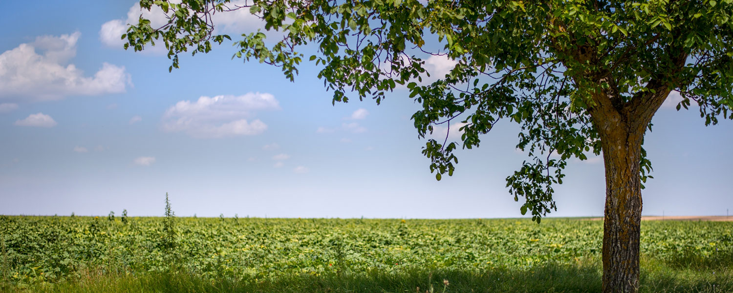 HUDSONS TREE SERVICE